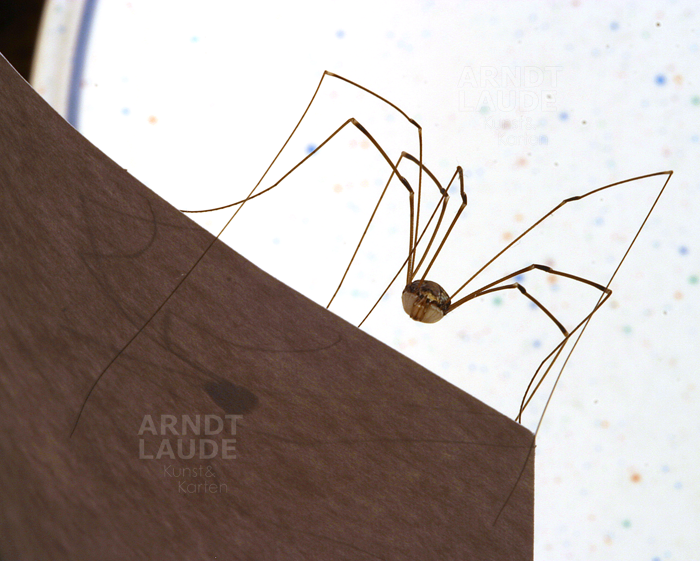 20030701_Spinne6a.png