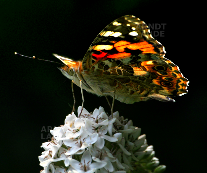 20030724_Butterfly3.png