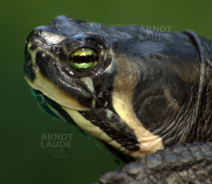 20030803_Turtle2.png