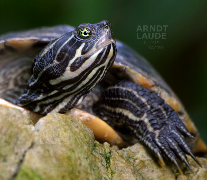 20030803_Turtle.png