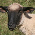 20050807 Sheep