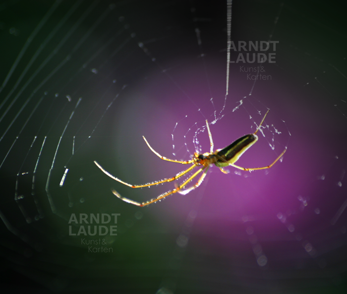 20100218_Spinne2.png