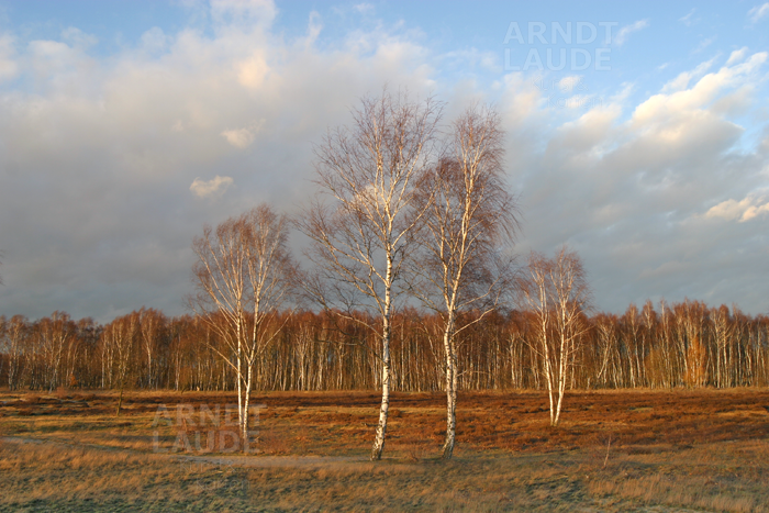 20050110_Trees.png