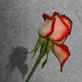 20050906 Rose