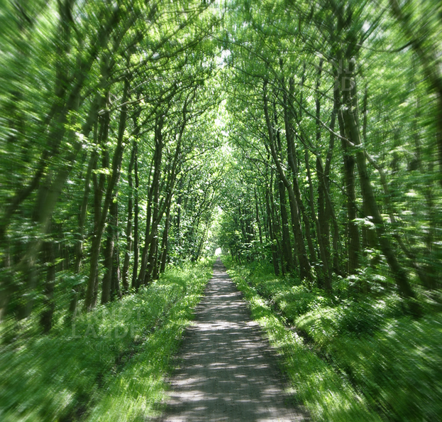 20100218 Wald
