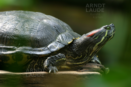 20030803 Turtle5