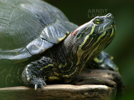 20030804 Turtle4