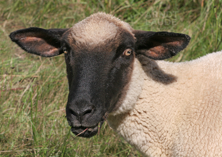 20050807 Sheep
