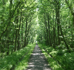 20100218 Wald