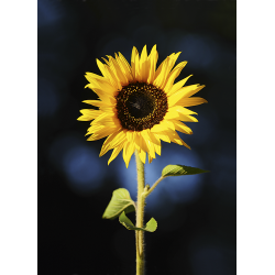 Km - Sonnenblume