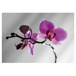 Pk - Phalaenopsis